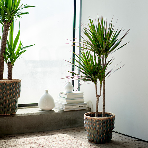 DRACAENA MARGINATA, potted plant