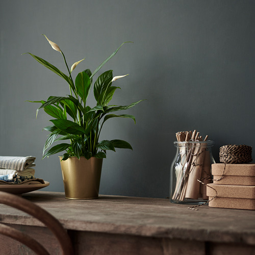 SPATHIPHYLLUM, potted plant