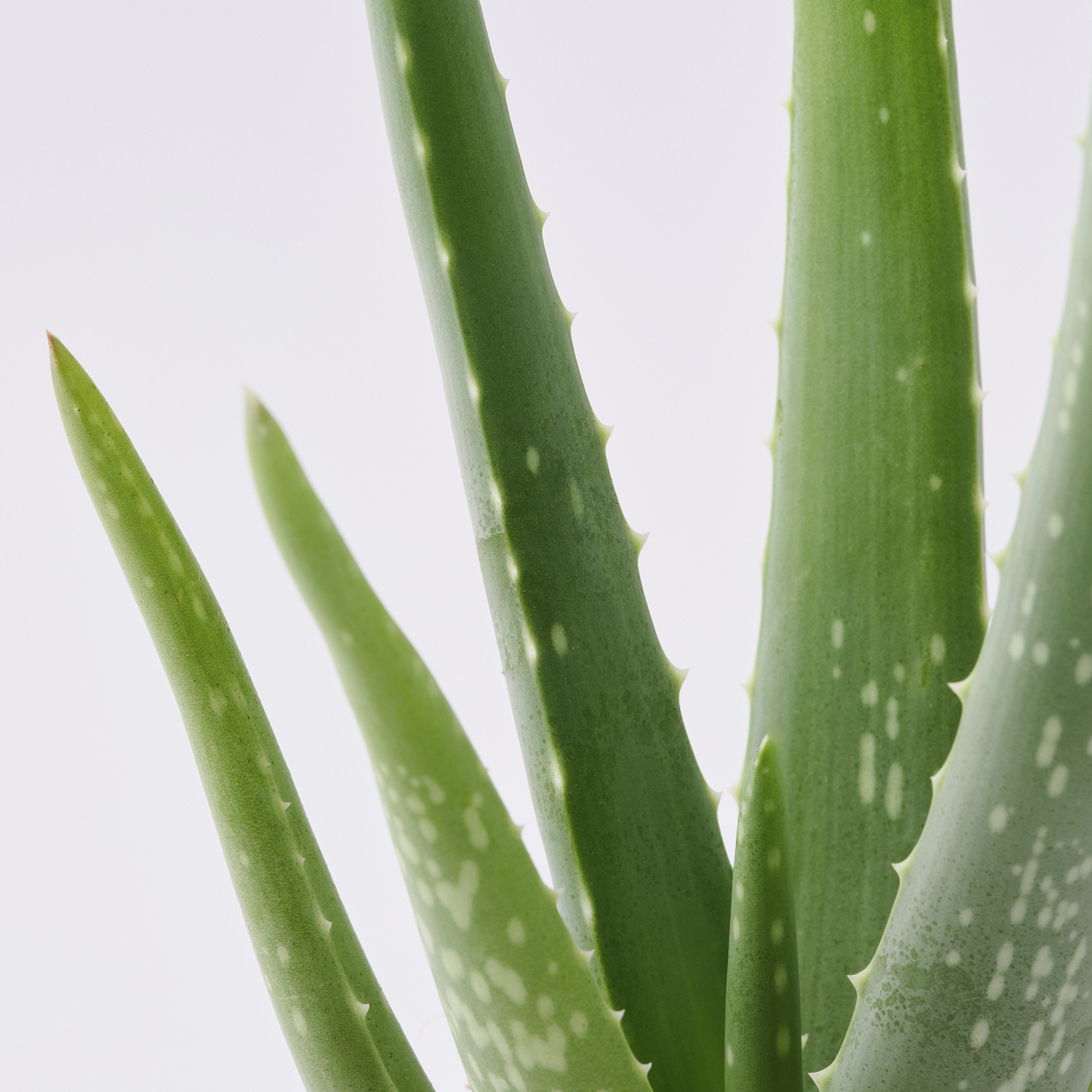 panthenol aloe vera gel 99% Pure Multi-Use Aloe Vera Gel for Face, Body & Hair main image 1