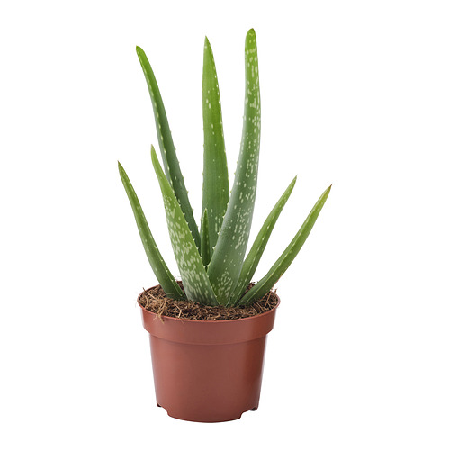 ALOE VERA pottaplanta