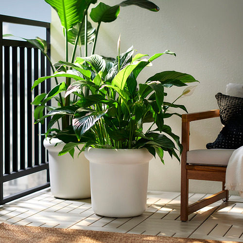 MÅBÄRSBUSKE, blómapottur