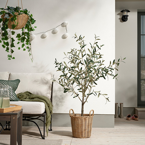 FLODBJÖRK, blómapottur