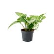 EPIPREMNUM