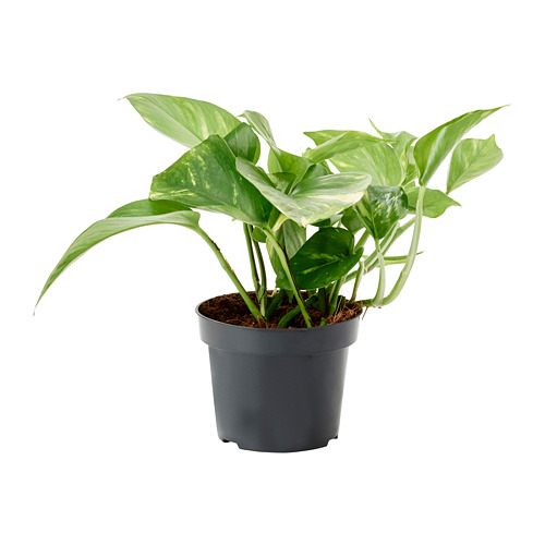 EPIPREMNUM pottaplanta