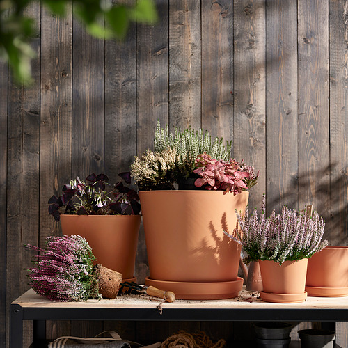 CALLUNA, pottaplanta