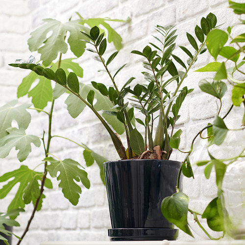 ZAMIOCULCAS, pottaplanta