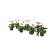 GERBERA potted plant