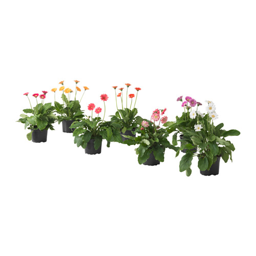 GERBERA, potted plant