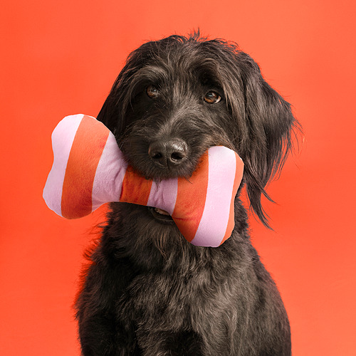 UTSÅDD, hundaleikfang