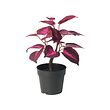 FEJKA artificial potted plant