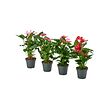 ANTHURIUM potted plant