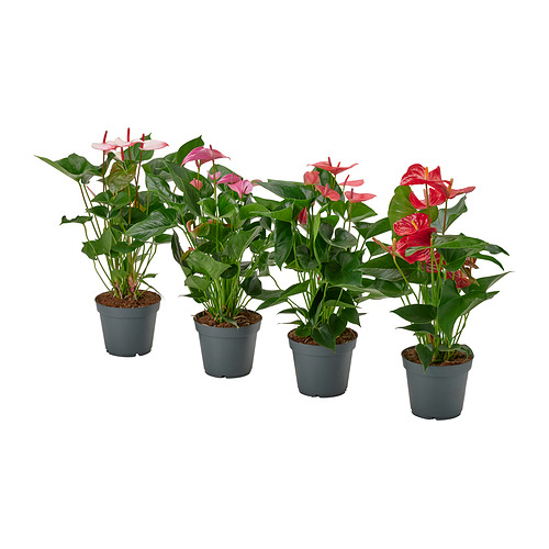 ANTHURIUM, potted plant