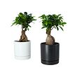 FICUS pottaplanta í potti