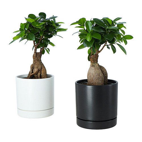 FICUS, potted plant with pot