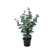 FEJKA artificial potted plant