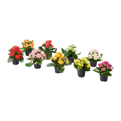 KALANCHOE, pottaplanta