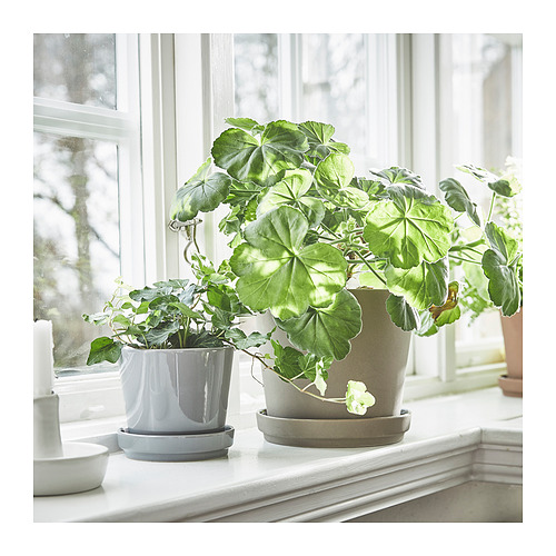 CITRUSFRUKT, plant pot with saucer
