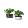 CRASSULA OVATA