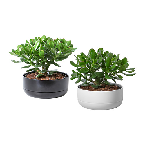 CRASSULA OVATA, potted plant with pot