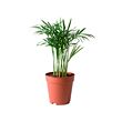 CHAMAEDOREA ELEGANS