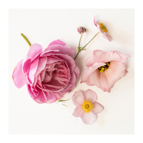 LOTSFÅGEL, ilmsprittkerti