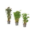 POLYSCIAS potted plant
