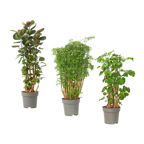 POLYSCIAS pottaplanta