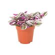 TRADESCANTIA