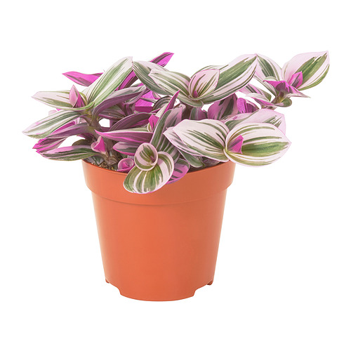 TRADESCANTIA pottaplanta