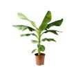 MUSA ORIENTAL pottaplanta