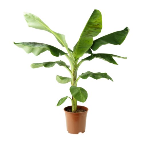MUSA ORIENTAL pottaplanta
