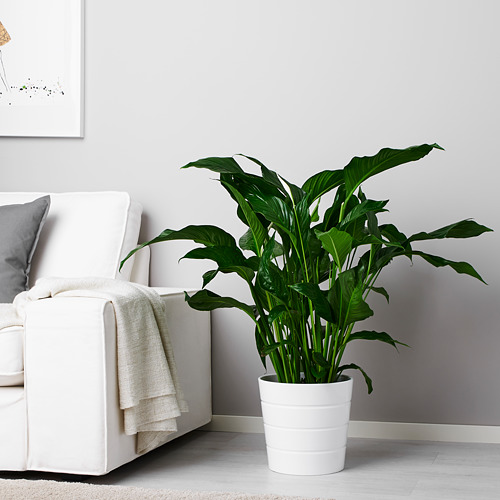 SPATHIPHYLLUM, pottaplanta