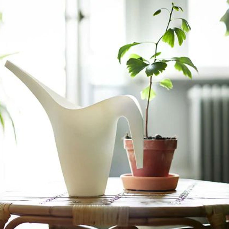 watering plants